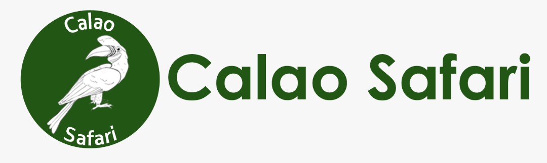 Calao Safari